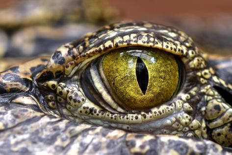 Photographic Print: Alligator or Crocodile Animals Eyes Closeup by dangdumrong : 24x16in - Photographic Print: Alligator or Crocodile Animals Eyes Closeup by dangdumrong : 24x16in -   17 beauty Animals eyes ideas