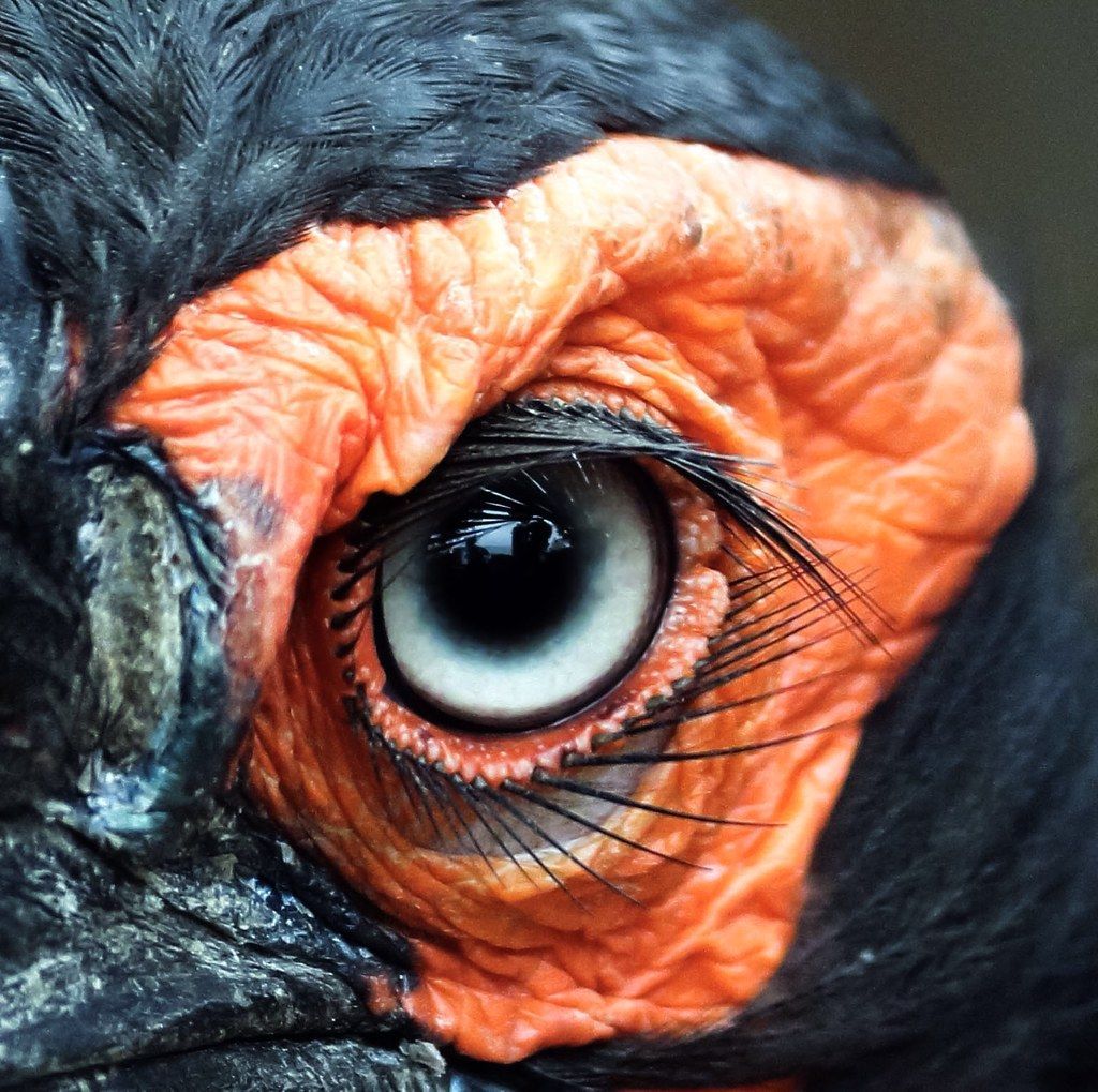 Bird's eye - Bird's eye -   17 beauty Animals eyes ideas