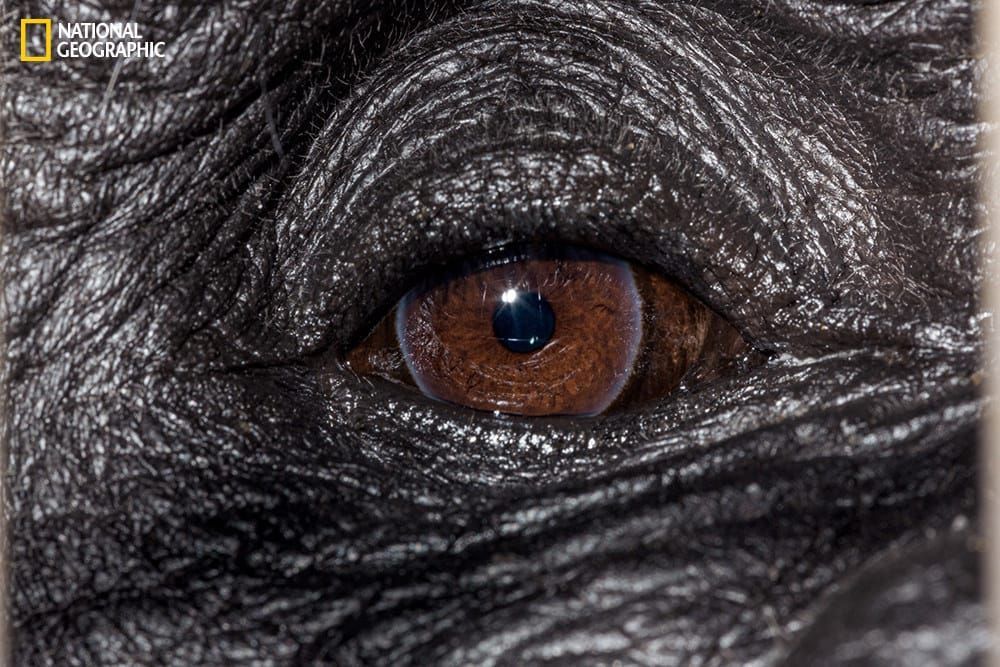 These Extraordinary Close-Up Photos Of Animal Eyes Look Out Of This World - These Extraordinary Close-Up Photos Of Animal Eyes Look Out Of This World -   17 beauty Animals eyes ideas