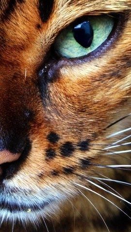 17 beauty Animals eyes ideas