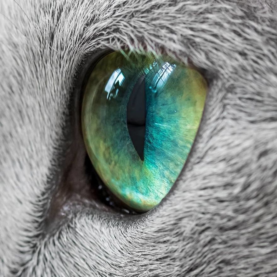 These Gorgeous Russian Blue Cats Have The Most Mesmerizing Eyes - These Gorgeous Russian Blue Cats Have The Most Mesmerizing Eyes -   17 beauty Animals eyes ideas