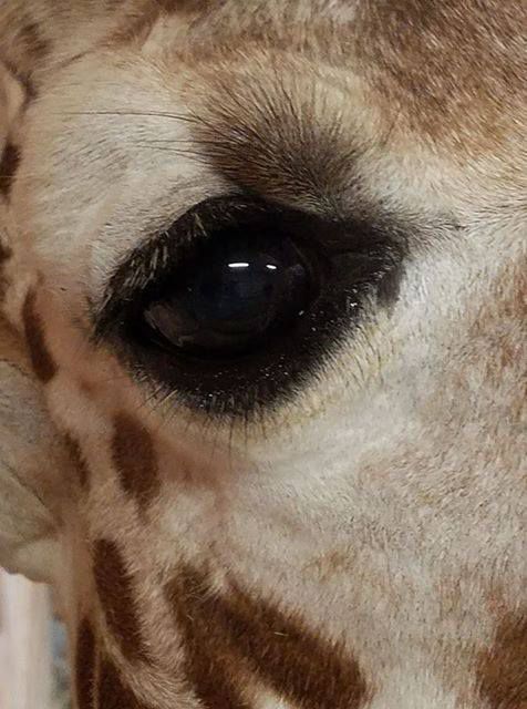 April the giraffe LIVE: Latest updates and live feed of pregnant giraffe giving birth - April the giraffe LIVE: Latest updates and live feed of pregnant giraffe giving birth -   17 beauty Animals eyes ideas