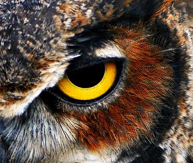 Great Horned Owl - Great Horned Owl -   17 beauty Animals eyes ideas