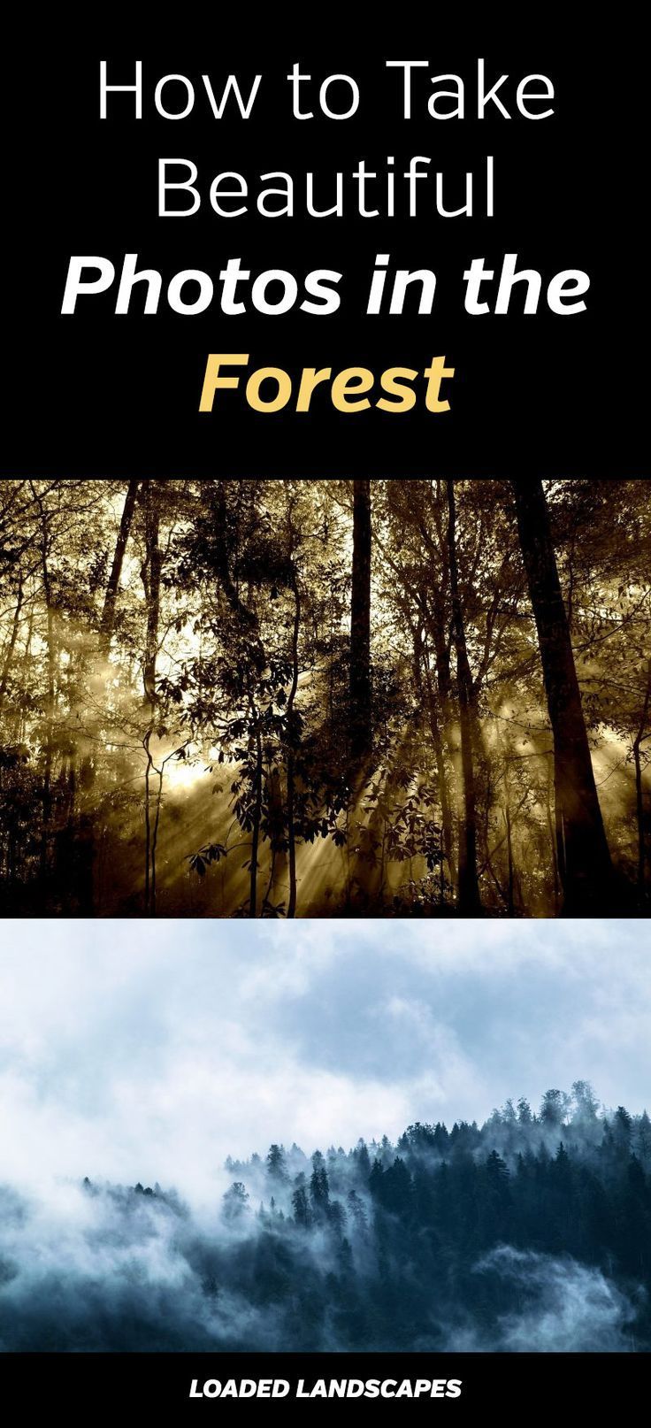 How to Take Beautiful Photos in the Forest - How to Take Beautiful Photos in the Forest -   17 beauty Images amazing photos ideas