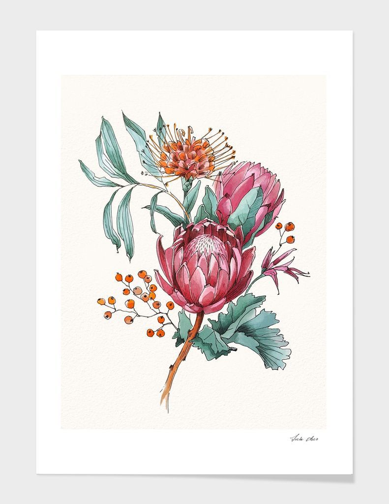 «King protea flowers watercolor illustration» Art Print by 2lips - Exclusive Edition from $24.9 | Curioos - «King protea flowers watercolor illustration» Art Print by 2lips - Exclusive Edition from $24.9 | Curioos -   18 beauty Art flowers ideas