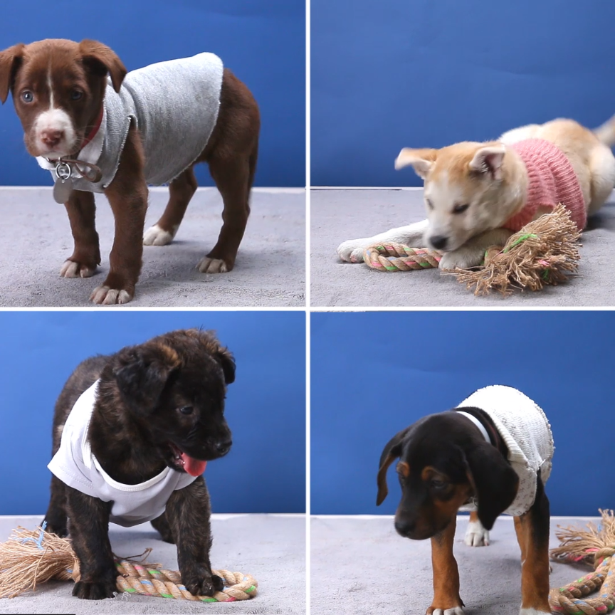 Upcycled Dog Sweaters - Upcycled Dog Sweaters -   18 diy Dog coat ideas