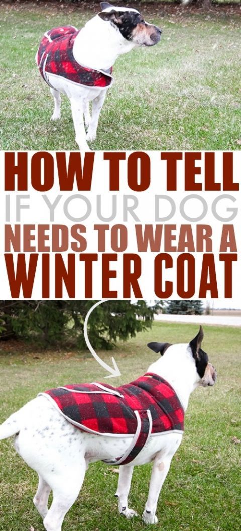 Winter Coats for Dogs: How to Tell if Your Dog Needs to Wear a Winter Coat | The Creek Line House - Winter Coats for Dogs: How to Tell if Your Dog Needs to Wear a Winter Coat | The Creek Line House -   18 diy Dog coat ideas