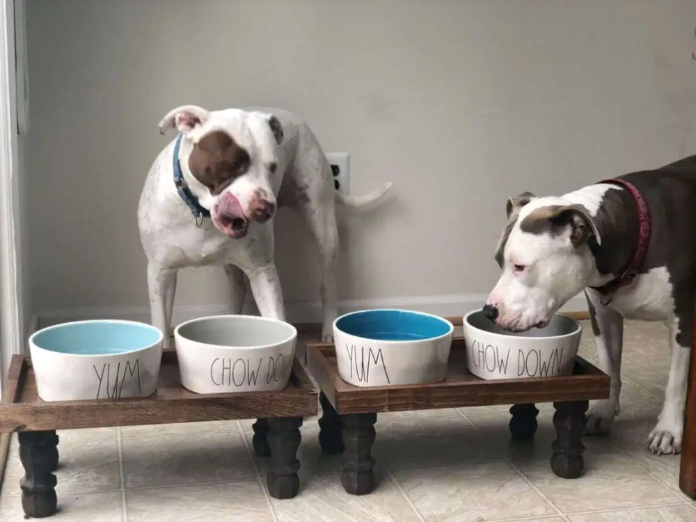 DIY Dog Bowl Stands - Feed your Dog in Style - Easy to Clean - DIY Dog Bowl Stands - Feed your Dog in Style - Easy to Clean -   18 diy Dog feeder ideas