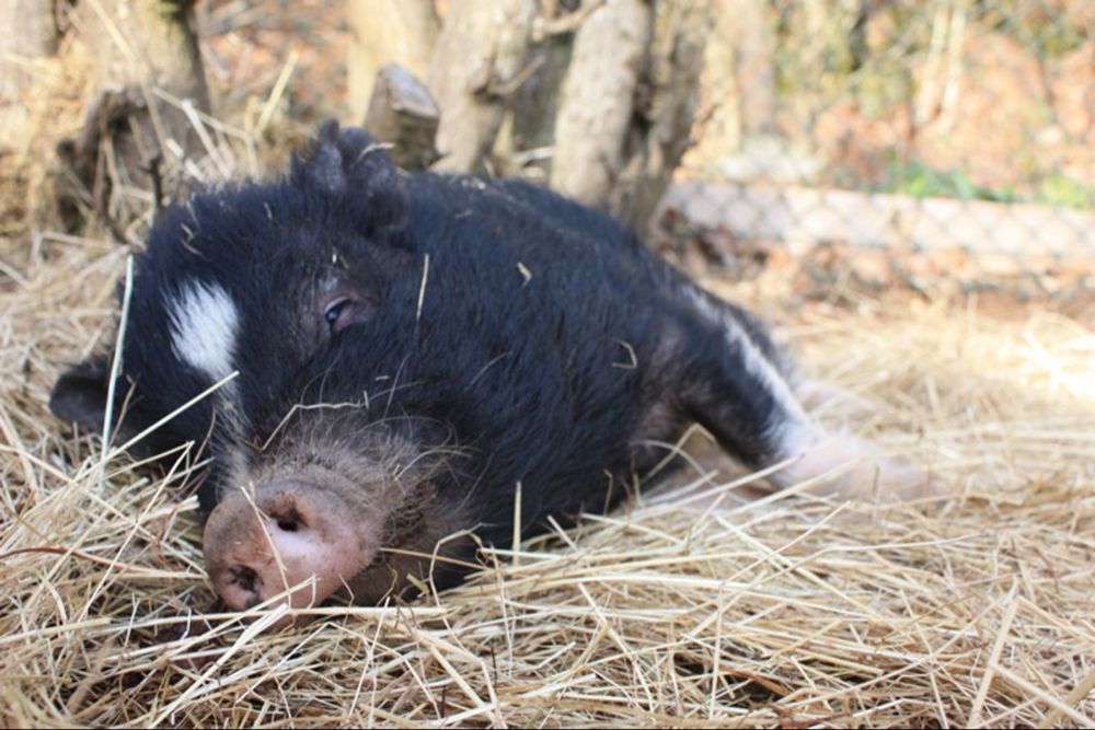 8 Things You've Never Known That Pigs LOVE To Do - 8 Things You've Never Known That Pigs LOVE To Do -   19 beauty Animals farm ideas