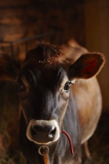 19 beauty Animals farm ideas