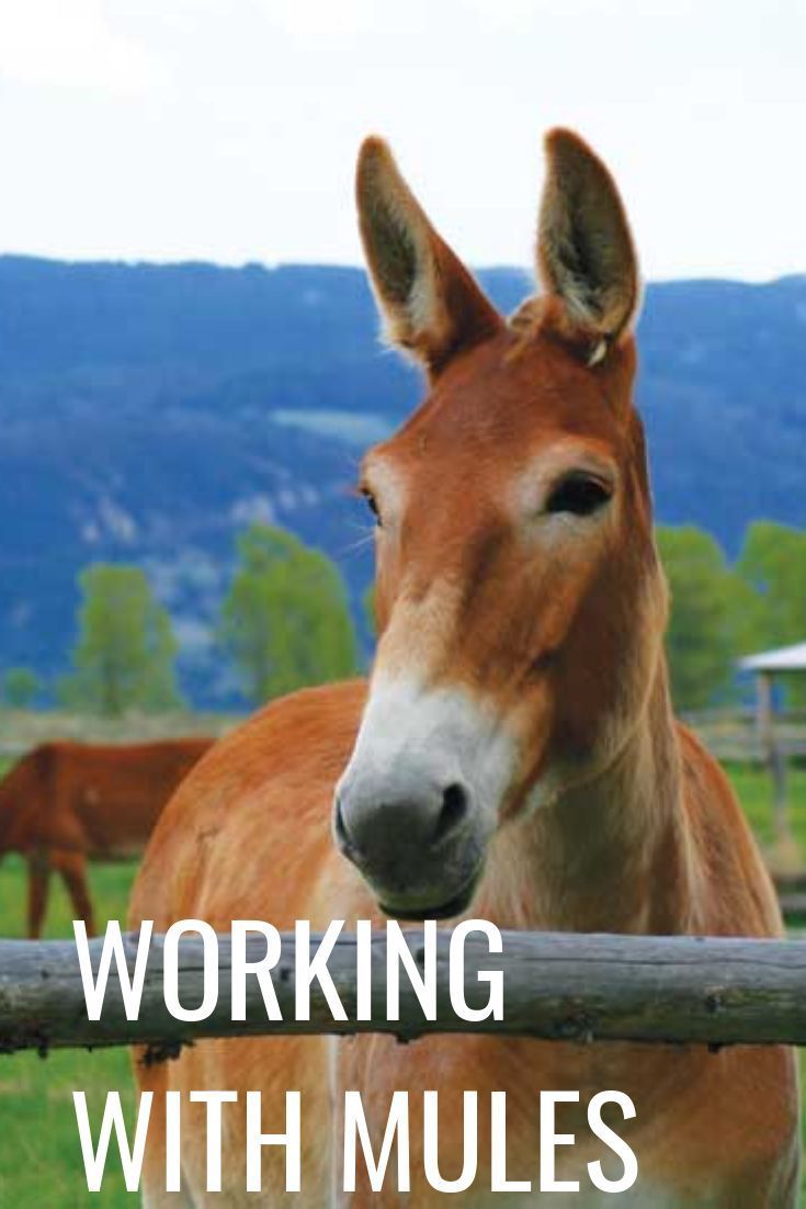 Working with Mules - Working with Mules -   19 beauty Animals farm ideas