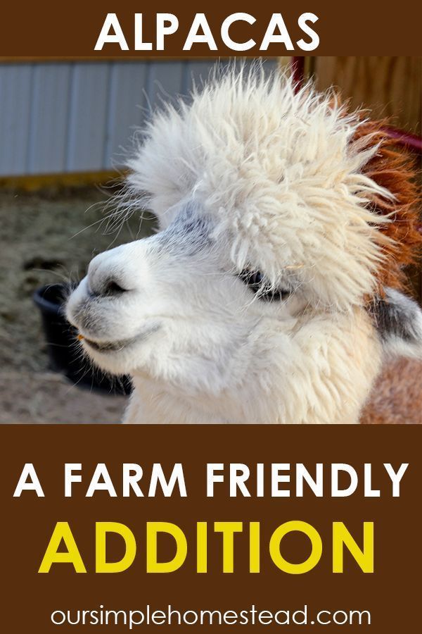 Alpacas: A Farm Friendly Addition - Alpacas: A Farm Friendly Addition -   19 beauty Animals farm ideas