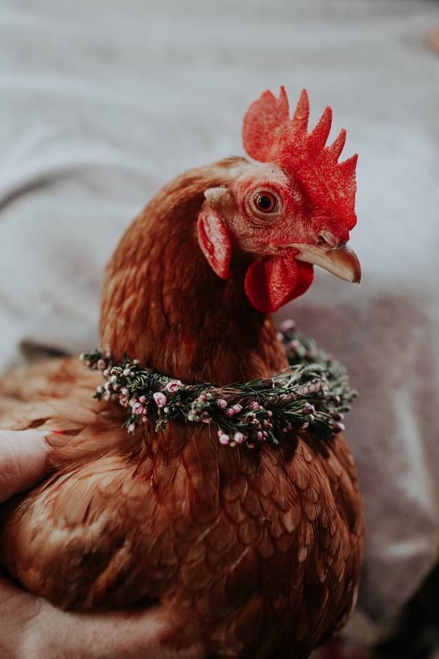 This Photographer Decked Out Farmed Animals With Flower Crowns to Showcase Their True Nature - This Photographer Decked Out Farmed Animals With Flower Crowns to Showcase Their True Nature -   19 beauty Animals farm ideas