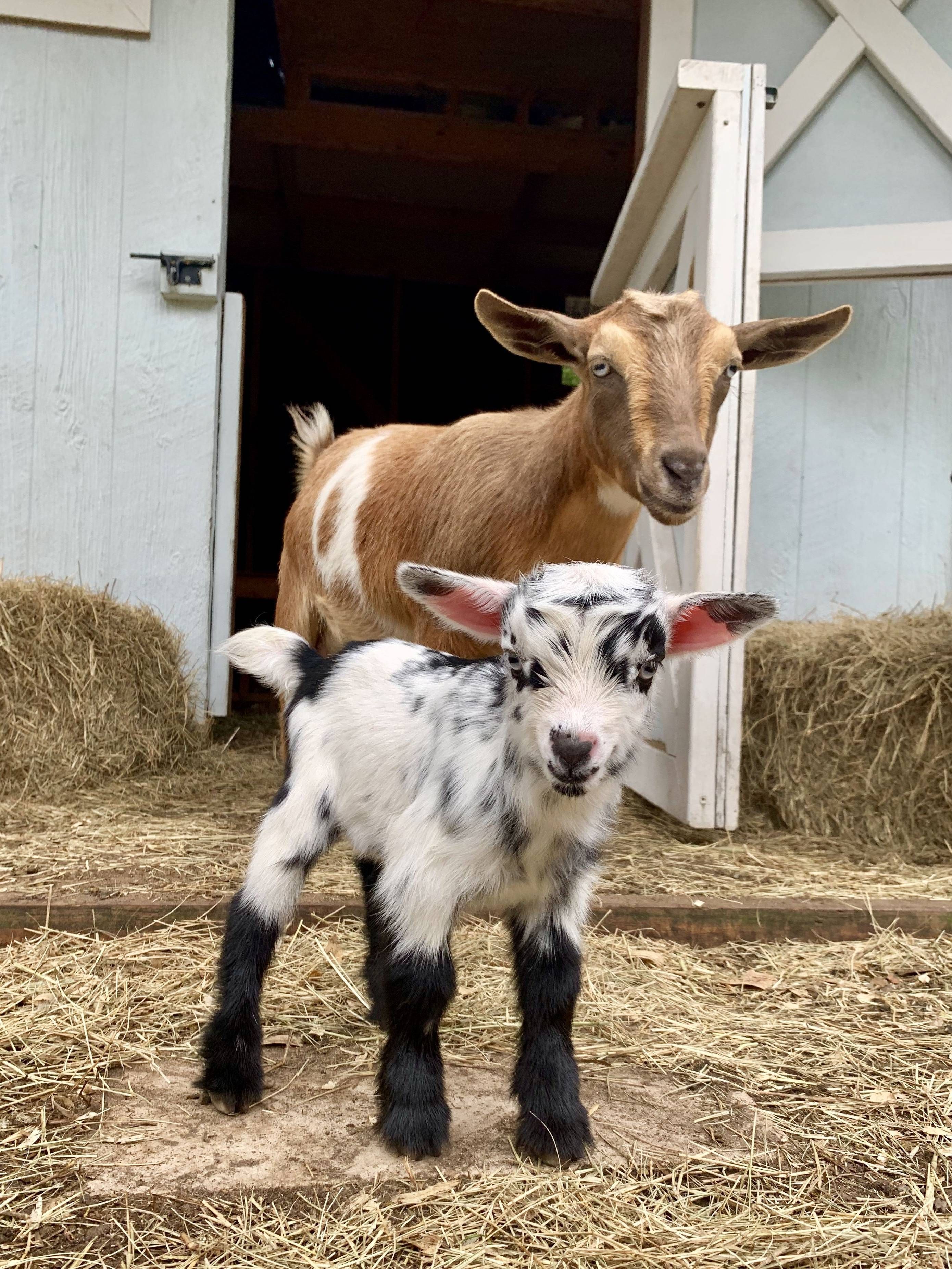 Baby goats - Baby goats -   19 beauty Animals farm ideas