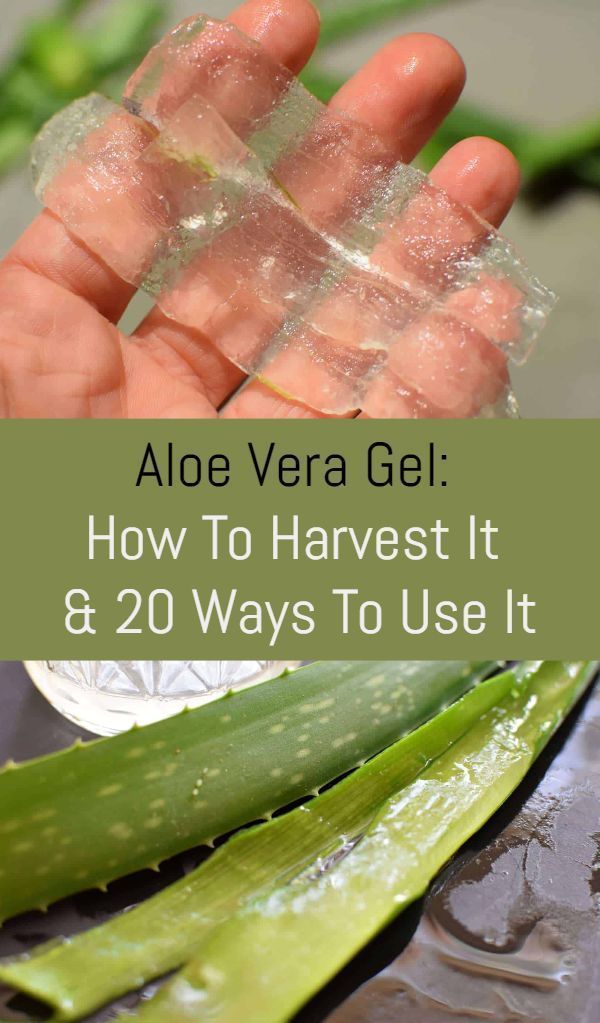 Aloe Vera Gel: How To Harvest It and 20 Ways To Use It - Aloe Vera Gel: How To Harvest It and 20 Ways To Use It -   19 beauty Treatments how to use ideas
