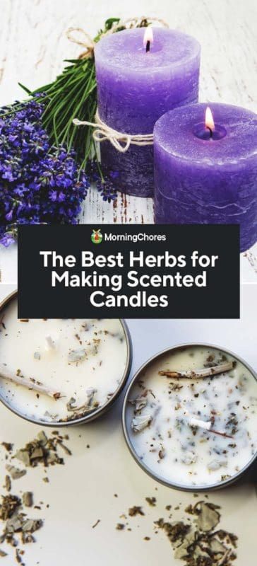 The 10 Best Herbs for Making Scented Candles - The 10 Best Herbs for Making Scented Candles -   19 diy Candles with herbs ideas