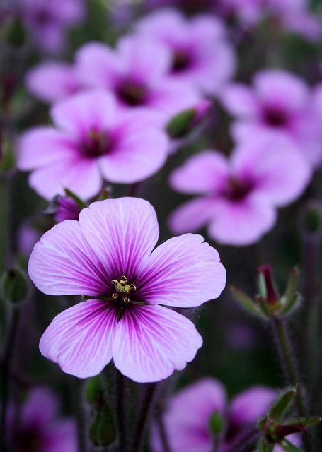 purple people pleasers - purple people pleasers -   15 beauty Flowers purple ideas