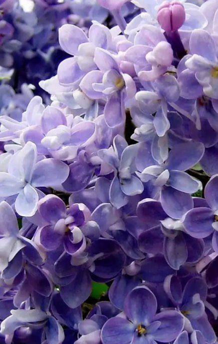 Aleksa on Twitter - Aleksa on Twitter -   15 beauty Flowers purple ideas