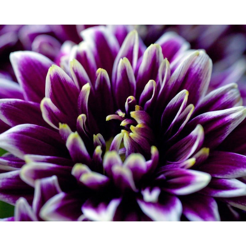 Contemporary Photograph, Botanical 46 - Contemporary Photograph, Botanical 46 -   15 beauty Flowers purple ideas