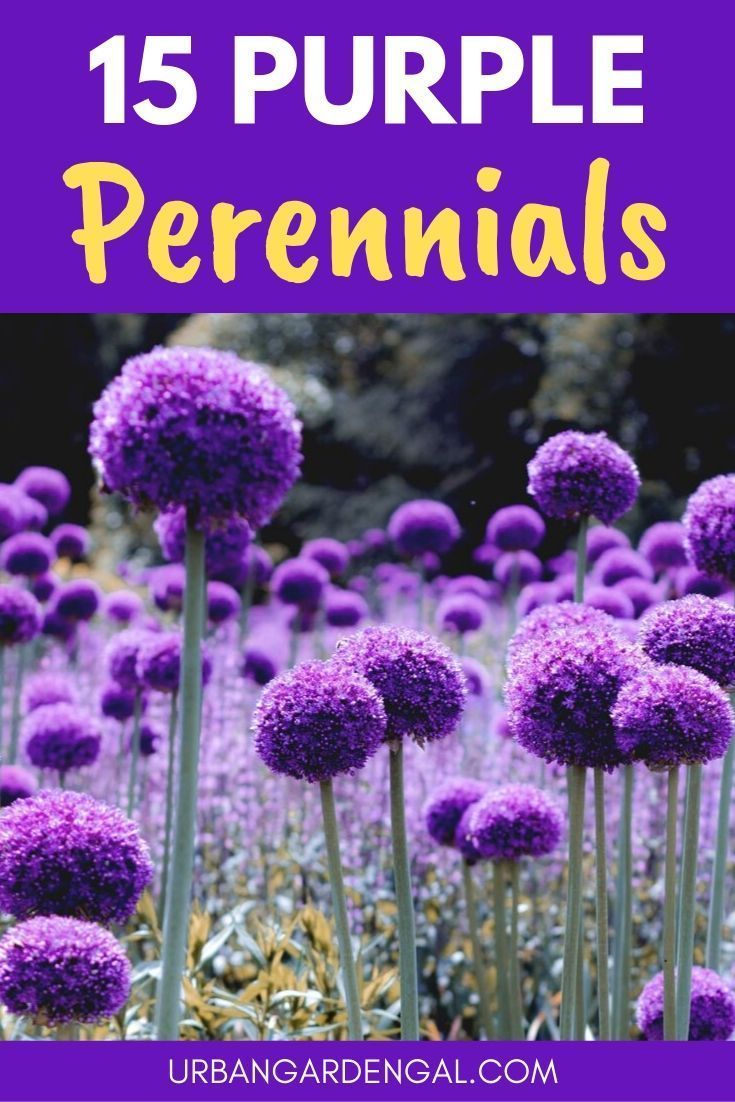 15 Purple Perennials | Urban Garden Gal - 15 Purple Perennials | Urban Garden Gal -   15 beauty Flowers purple ideas