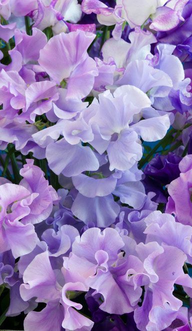 15 beauty Flowers purple ideas