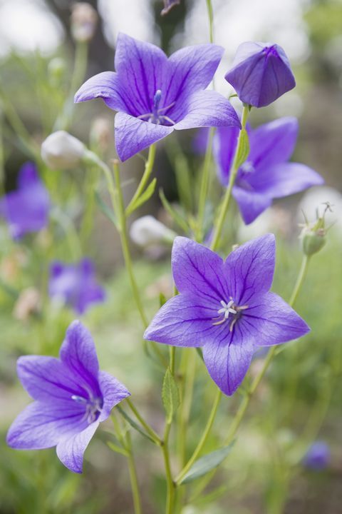 These Pretty Purple Flowers Go Way Beyond Lavender and Lilac - These Pretty Purple Flowers Go Way Beyond Lavender and Lilac -   15 beauty Flowers purple ideas