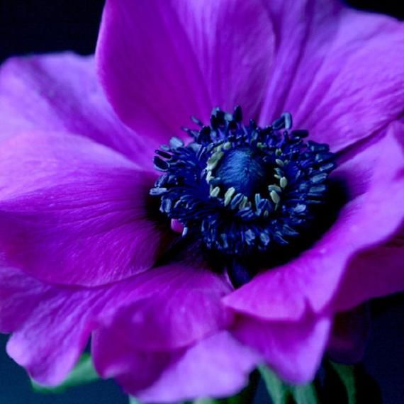30  Purple Anemone / Perennial / Flower Seeds. | Etsy - 30  Purple Anemone / Perennial / Flower Seeds. | Etsy -   15 beauty Flowers purple ideas