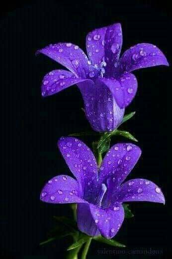 Dark Purple Flowers - Dark Purple Flowers -   15 beauty Flowers purple ideas