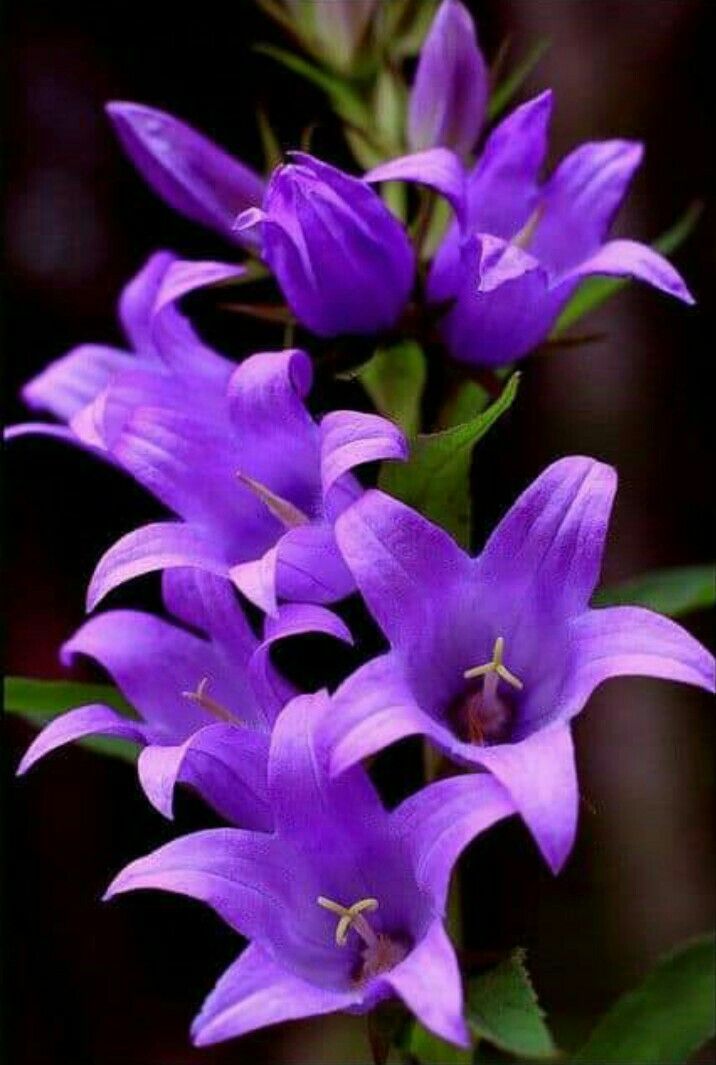 Purple flowers - Purple flowers -   15 beauty Flowers purple ideas