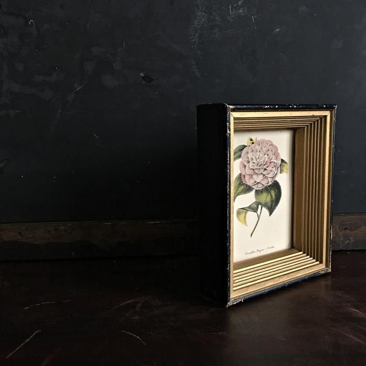 Vintage Framed Botanical Print - Camellia Regina d'Italia - Petite Black Shadow Box - Vintage Framed Botanical Print - Camellia Regina d'Italia - Petite Black Shadow Box -   16 beauty Box italia ideas