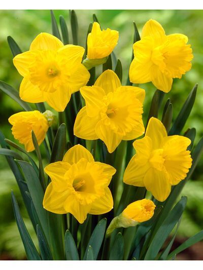 Trumpet Daffodil Bulbs Dutch Master, Set of 8 - Trumpet Daffodil Bulbs Dutch Master, Set of 8 -   18 beauty Flowers yellow ideas