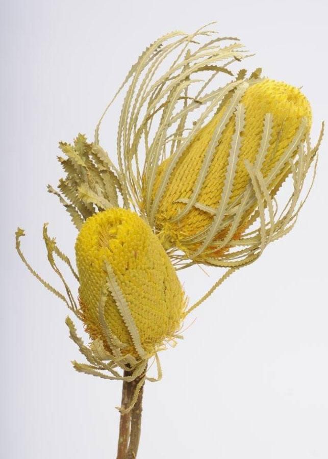 Pack of 2 - Dried Yellow Banksia with Leaves - Pack of 2 - Dried Yellow Banksia with Leaves -   18 beauty Flowers yellow ideas