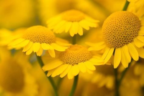 18 beauty Flowers yellow ideas