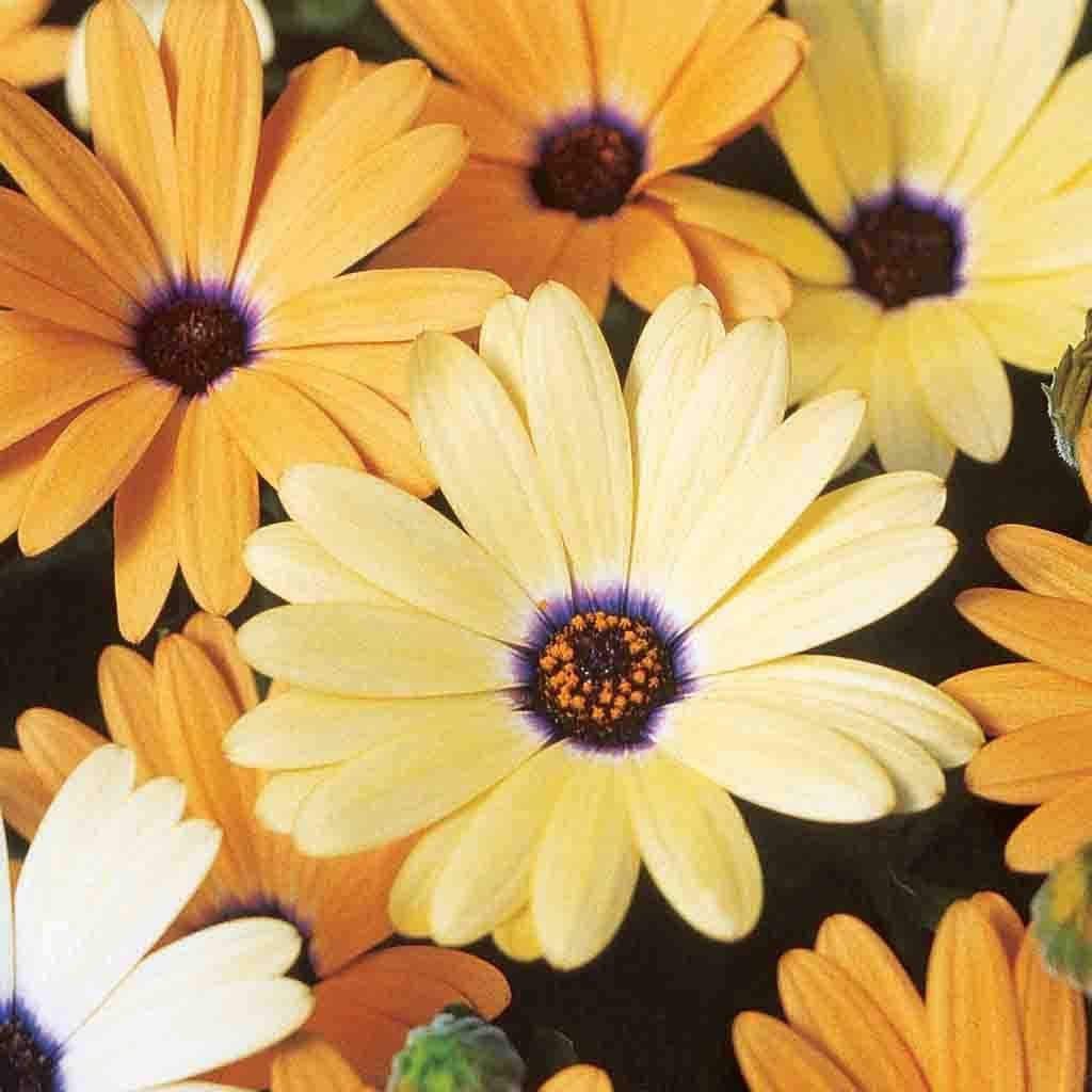African Daisy Mixed Colors Seed - African Daisy Mixed Colors Seed -   18 beauty Flowers yellow ideas