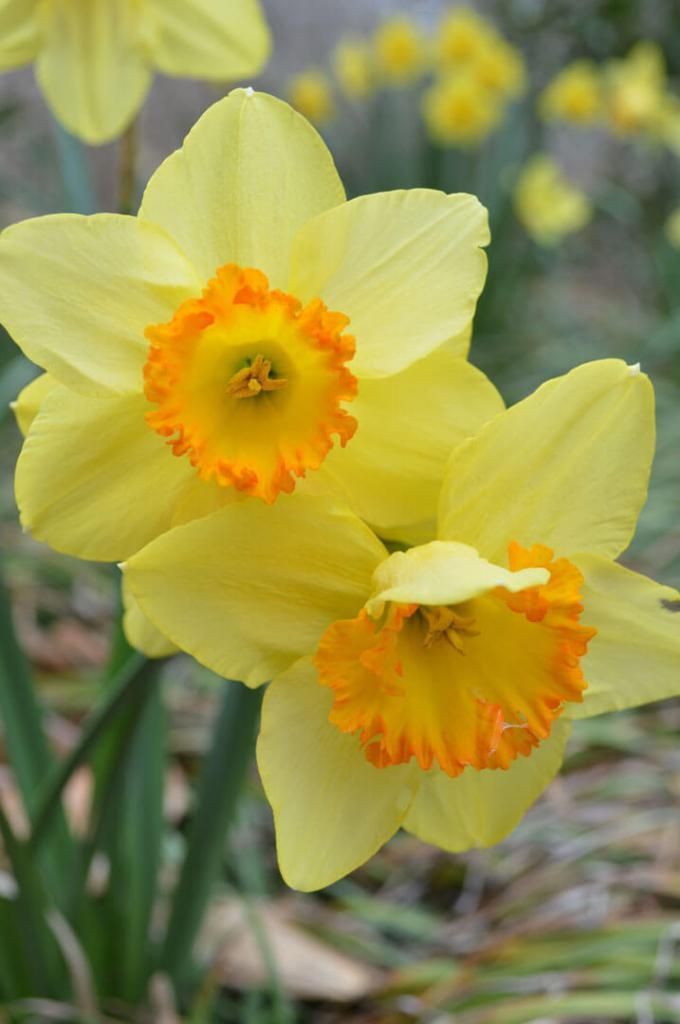 Daffodils from the garden - Daffodils from the garden -   18 beauty Flowers yellow ideas