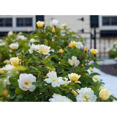 Knock Out Sunny Yellow Rose Plant - 2 Gallon - Knock Out Sunny Yellow Rose Plant - 2 Gallon -   18 beauty Flowers yellow ideas