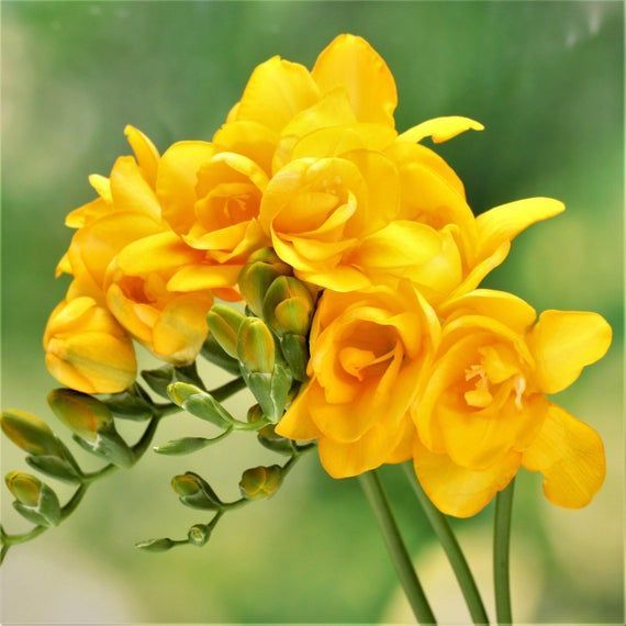 Freesia Bulbs Double Form Yellow (15 Bulbs) - Freesia Bulbs Double Form Yellow (15 Bulbs) -   18 beauty Flowers yellow ideas