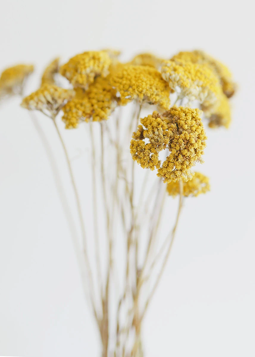 Pack of 12 - Dried Natural Coastal Yarrow Achillea - Pack of 12 - Dried Natural Coastal Yarrow Achillea -   18 beauty Flowers yellow ideas
