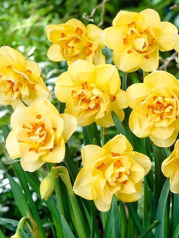 Narcissus 'Tahiti' Daffodil bulbs  VERY FRAGRANT Double Yellow & Orange Deer Resistant Hardy Perenni - Narcissus 'Tahiti' Daffodil bulbs  VERY FRAGRANT Double Yellow & Orange Deer Resistant Hardy Perenni -   18 beauty Flowers yellow ideas