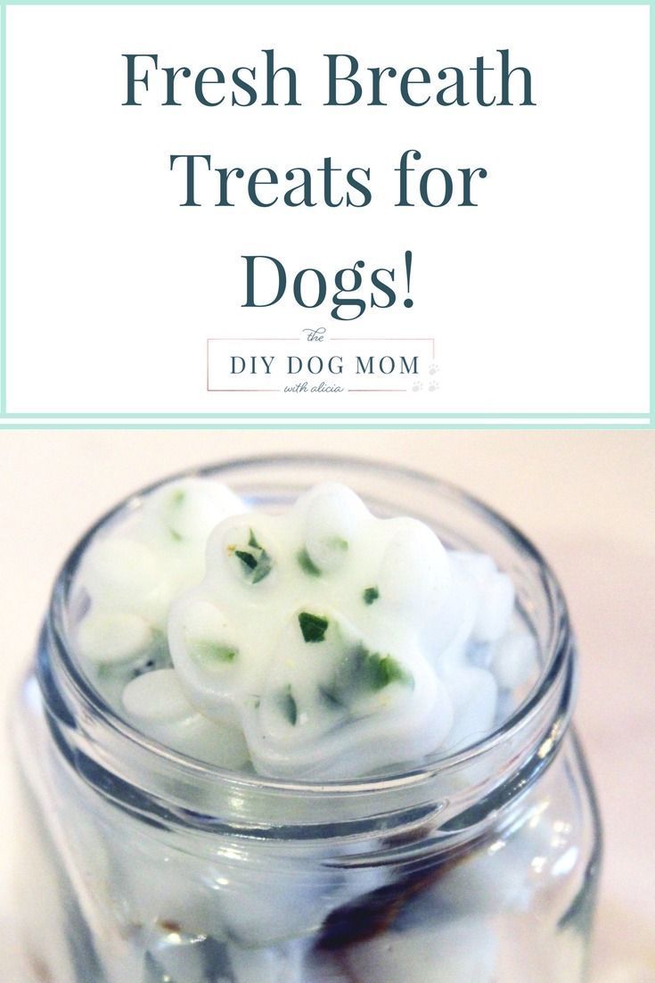 DIY Dog Mints - DIY Dog Mints -   19 diy Dog organization ideas