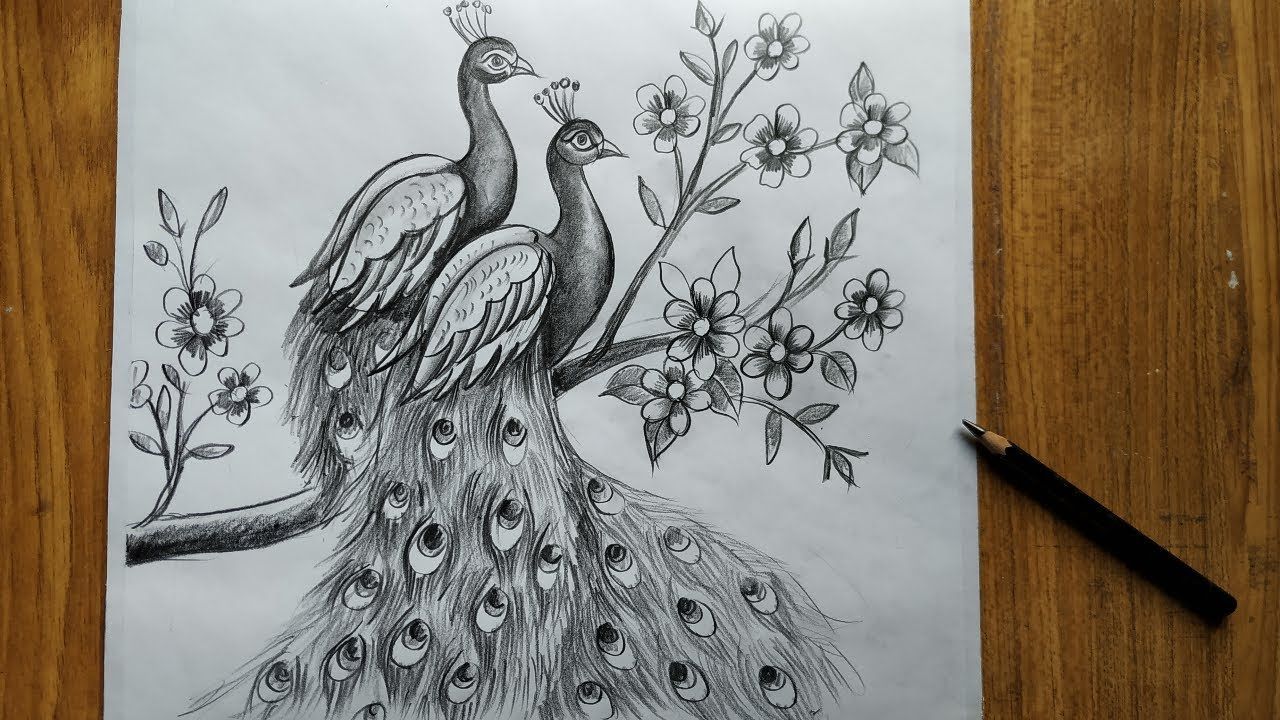 how to draw a peacock step by step,easy peacock drawing for beginners,how to draw peacock by pencil, - how to draw a peacock step by step,easy peacock drawing for beginners,how to draw peacock by pencil, -   17 beauty Drawings deep ideas