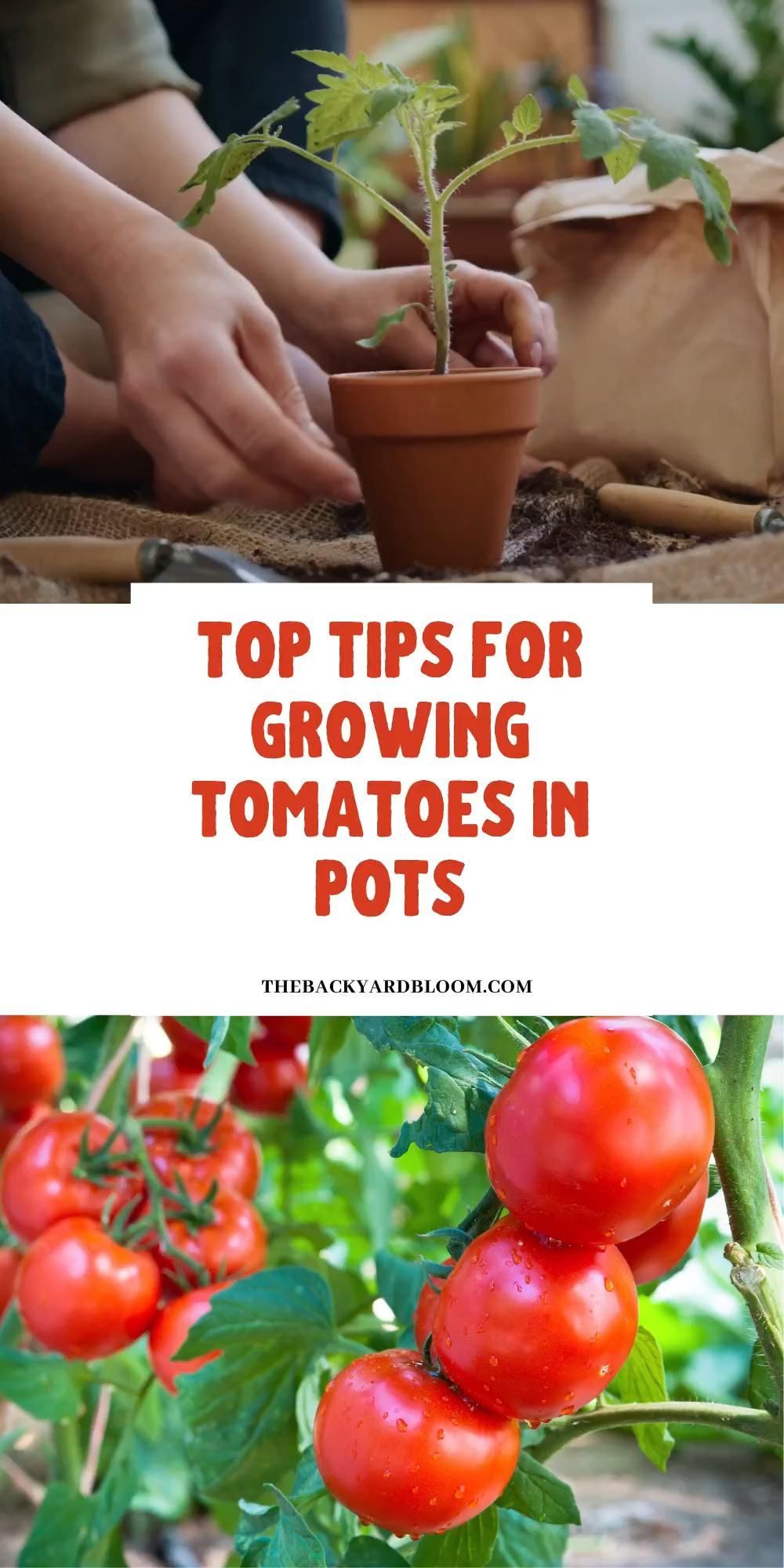 Top Tips for Growing Tomatoes in Containers - Top Tips for Growing Tomatoes in Containers -   18 diy Garden pot ideas