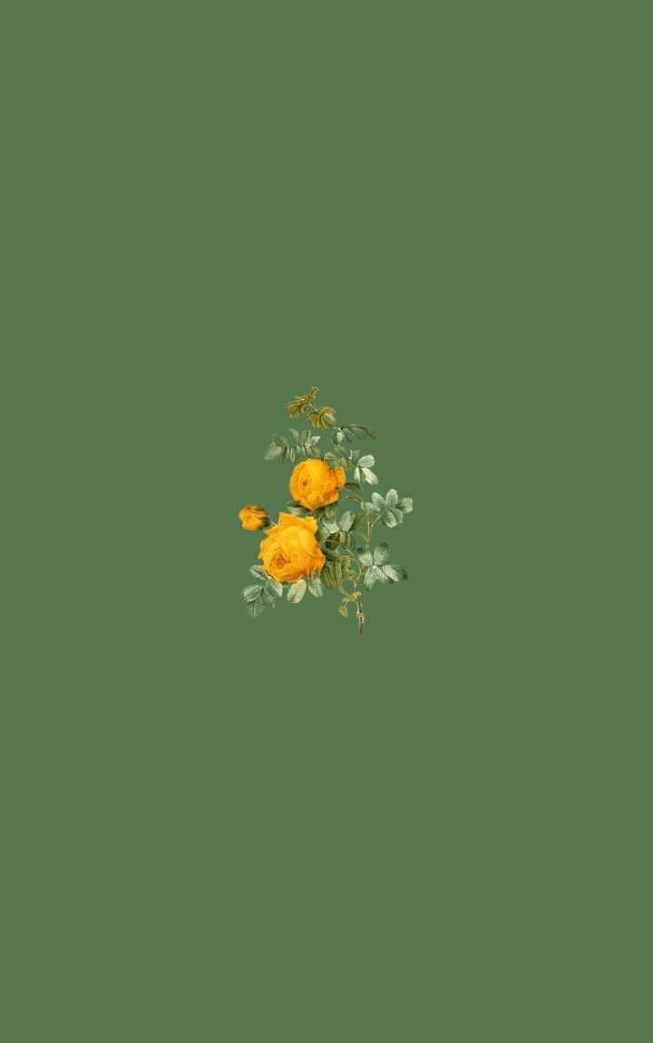 Sunflower - Sunflower -   19 sage green aesthetic wallpaper laptop ideas